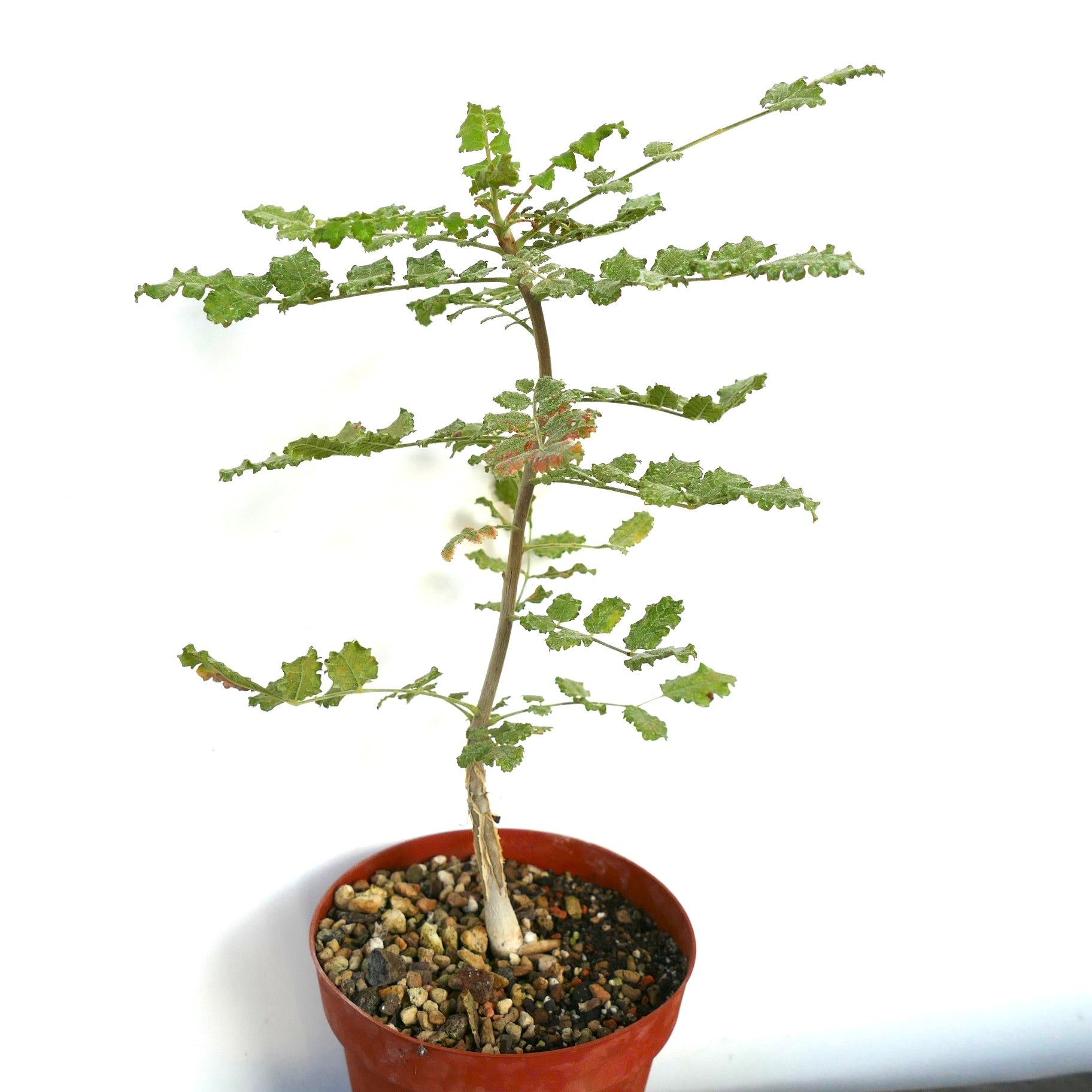 ボスウェリア　サクラ　実生 ボスウェリア サクラ 実生③ タイムラプス 冬に温室内で成長