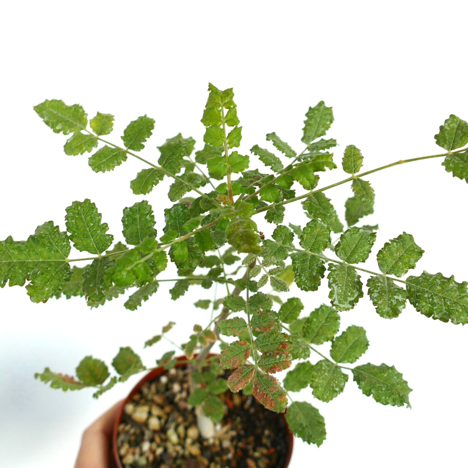 ボスウェリア サクラ ボスウェリア・サクラ