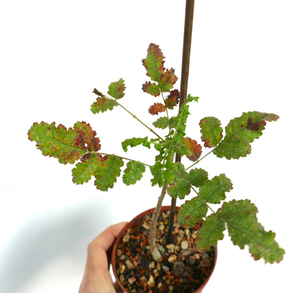 Boswelliasacra51_grande.jpg?v=