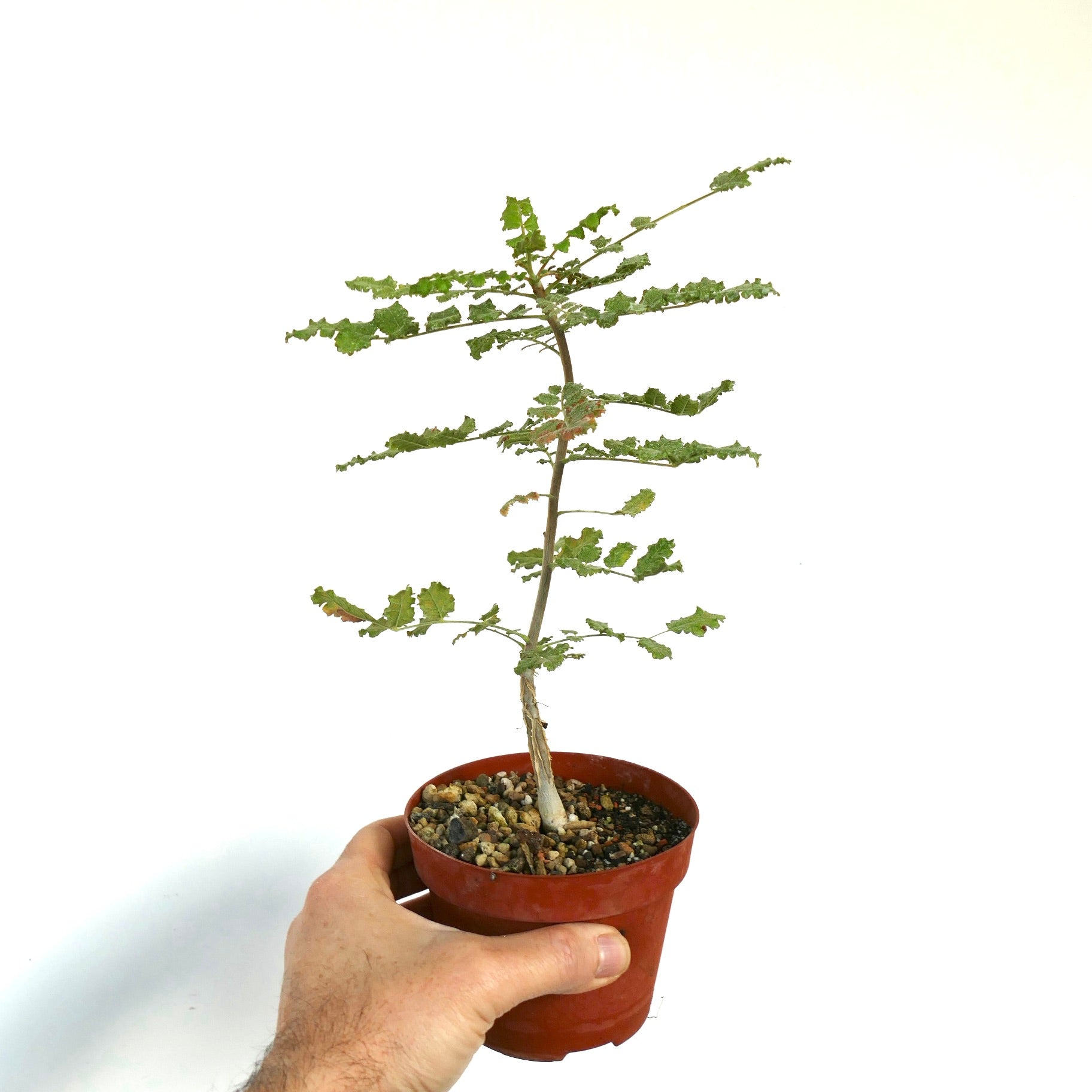 ボスウェリア　サクラ fit=scale-down,w=1200