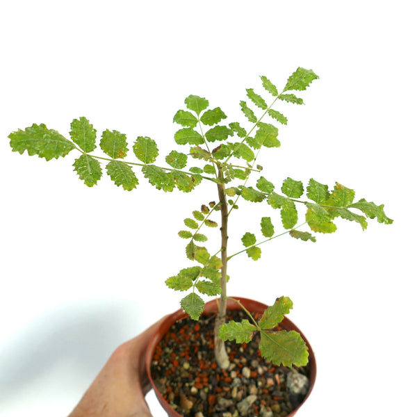 ボスウェリア　サクラ BoswelliasacraDM91_grande.jpg?