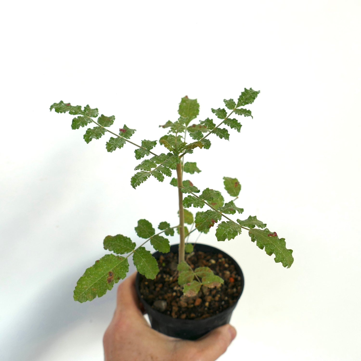 Pianta giovane di Boswellia sacra con foglie verdi testurizzate in piccolo vaso nero tenuta in mano