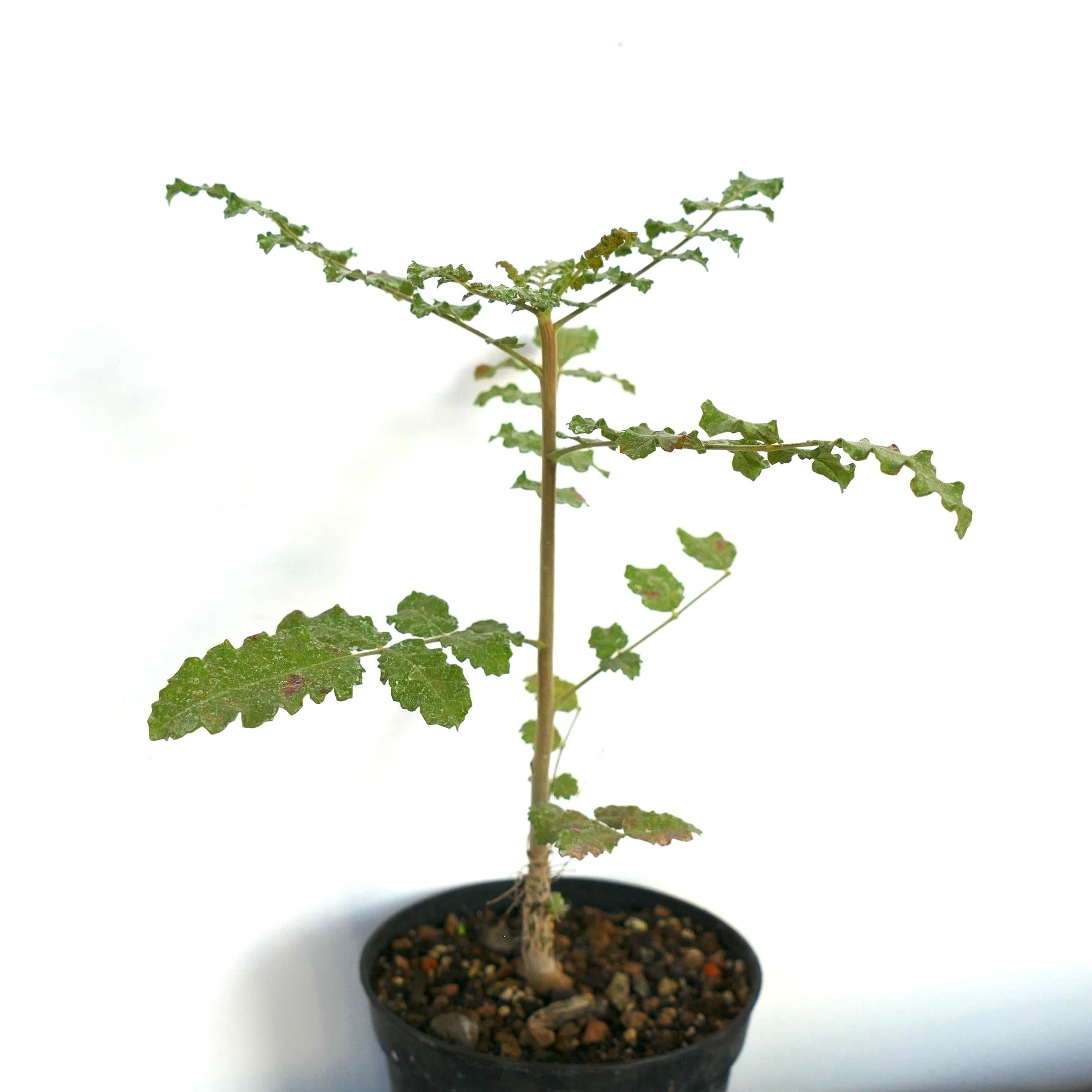 ボスウェリア・サクラ｜フランキンセンスツリー｜オリバナム｜希少な樹木