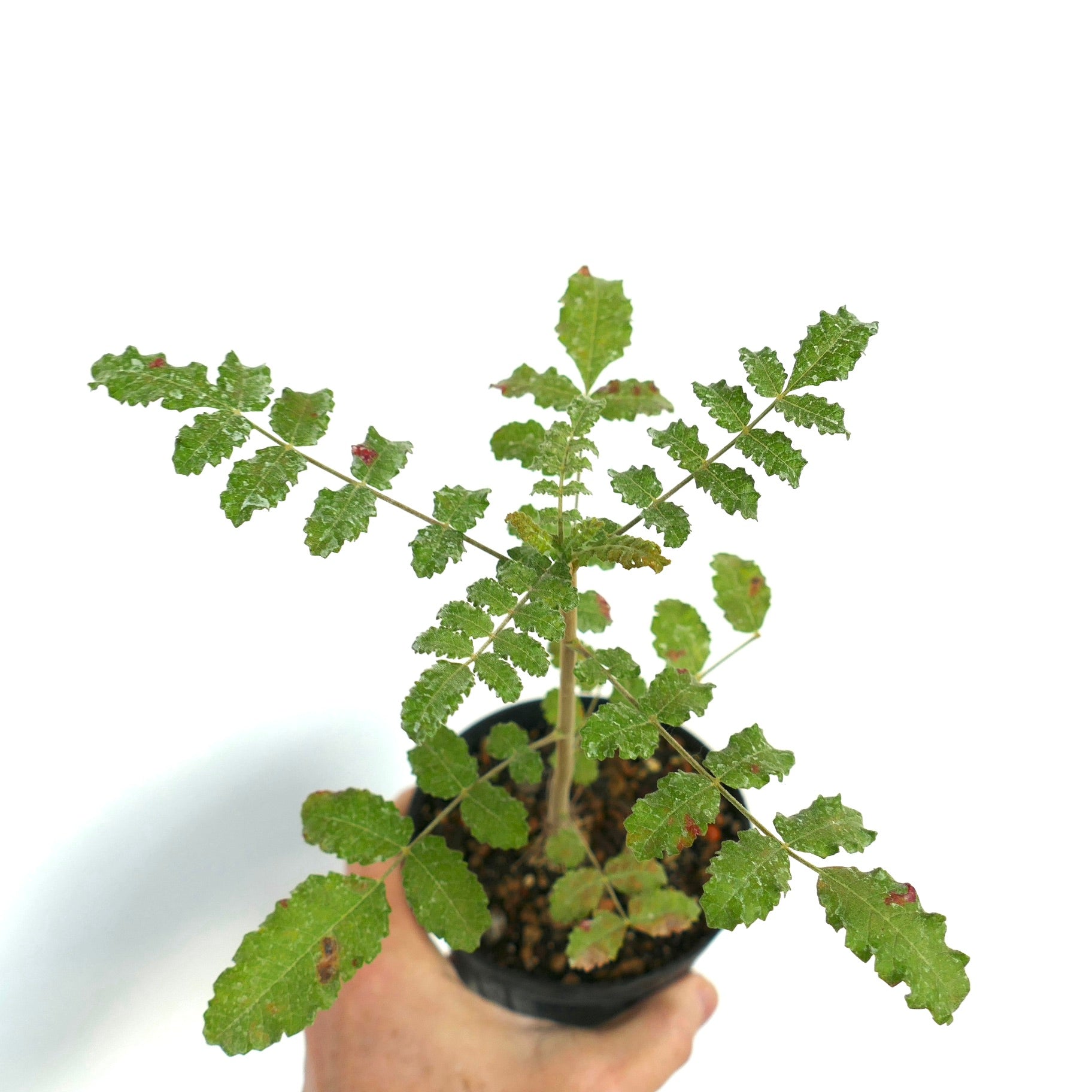 ボスウェリア　サクラ　多分岐 ボスウェリア サクラ 多分岐