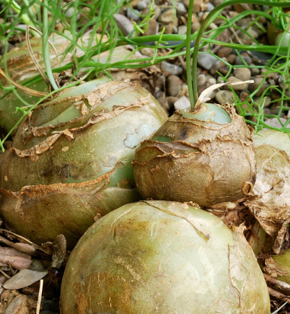 Bulbo succulento di Bowiea volubilis con pelle esterna marrone che si sfalda e germogli verdi a forma di vite