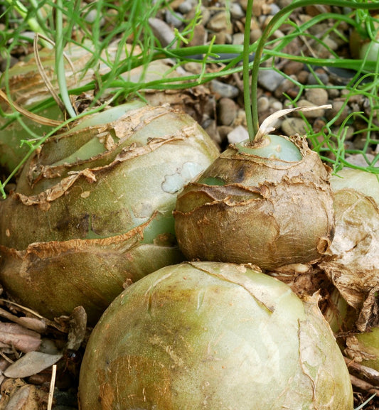 Bowiea volubilis succulent bulb with peeling brown outer skin and green vine shoots