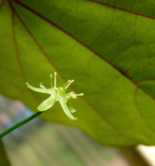 Bowiea volubilis delicate green flower with slender petals and yellow pollen stamens