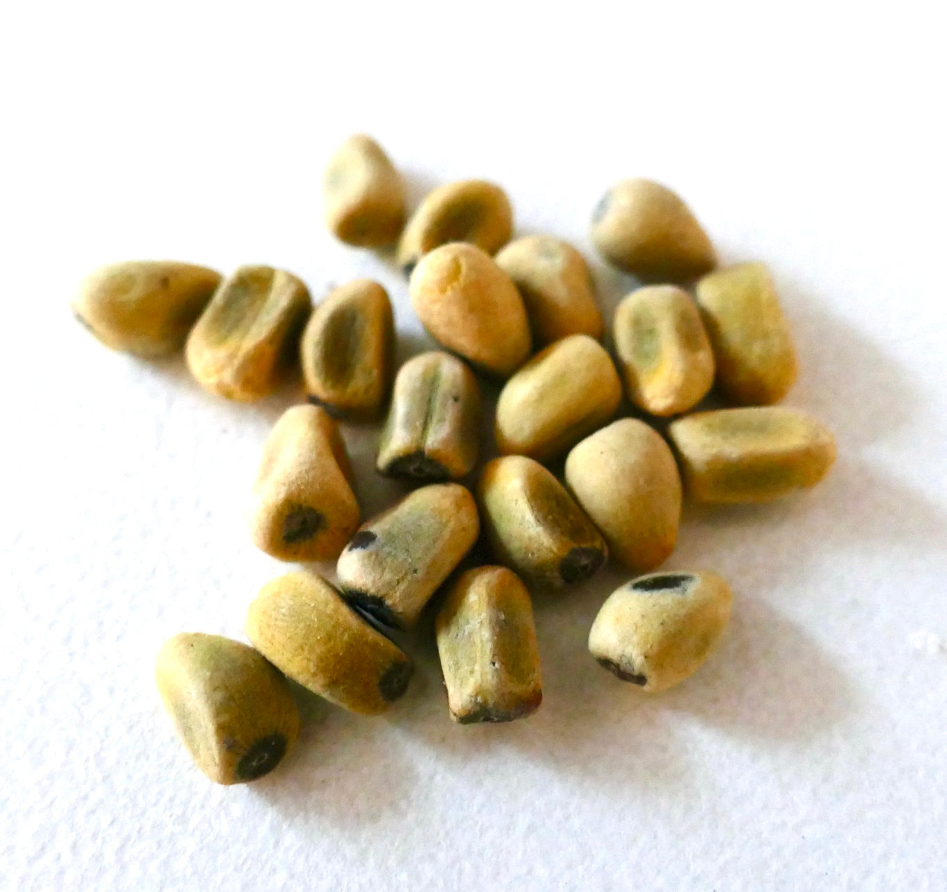 Brachychiton acerifolius seeds close-up showing small, smooth, tan and brown textured seeds