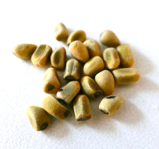 Brachychiton acerifolius seeds close-up showing small, smooth, tan and brown textured seeds