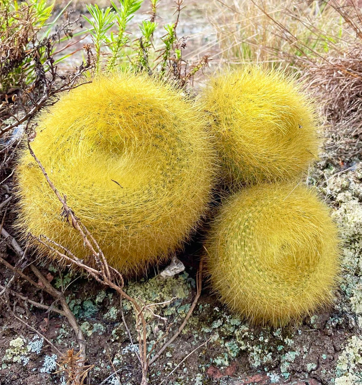 Brasilicactus graessneri dense yellow spiny succulent cactus cluster on rocky soil