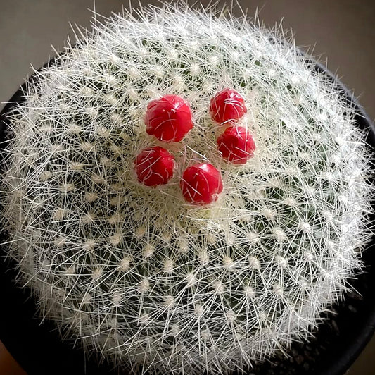 Brasilicactus haselbergii cactus rotondo con spine bianche dense e grappoli di frutti rossi vivaci