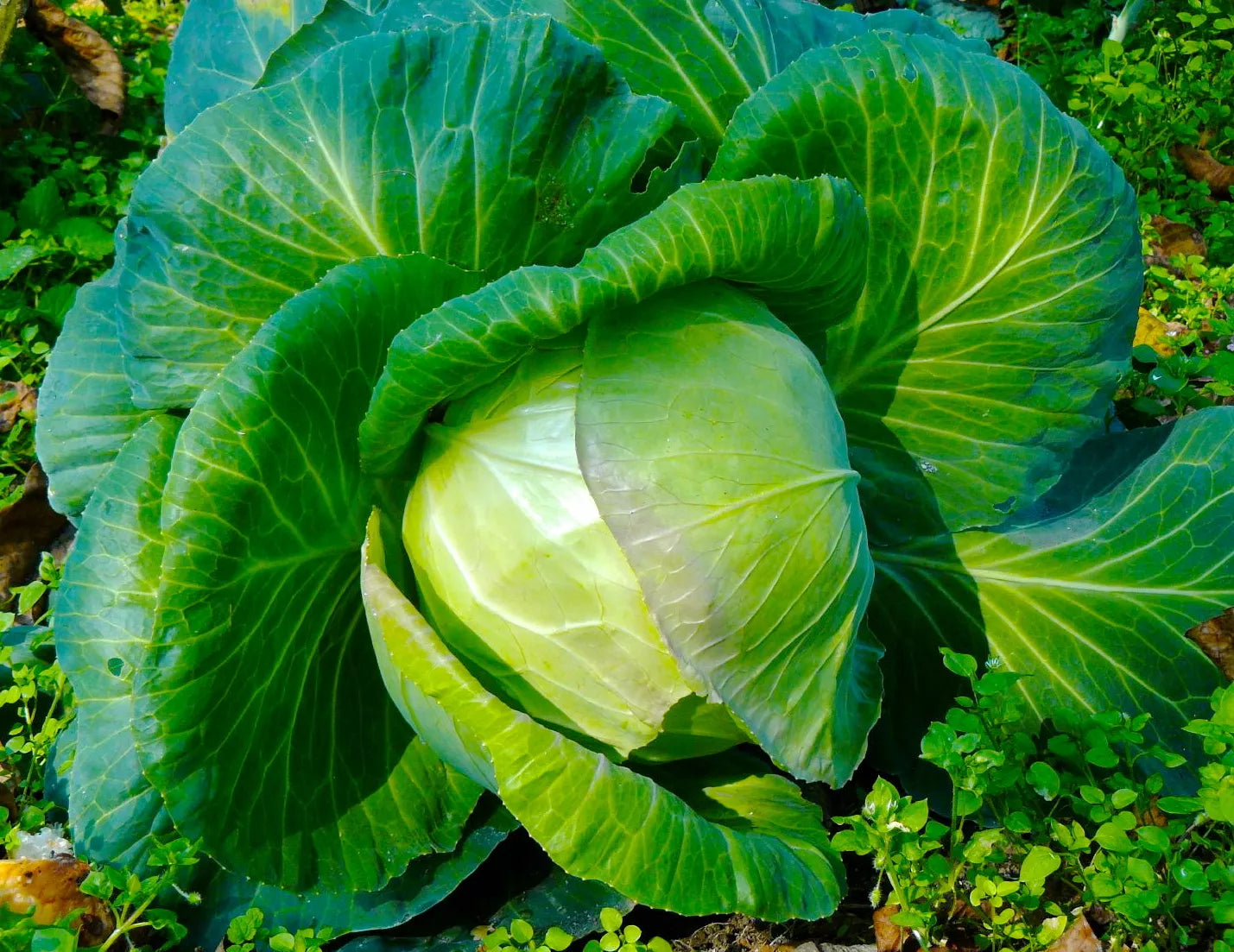 Brassica oleracea var. alba 'Brunswick cabbage' SEEDS