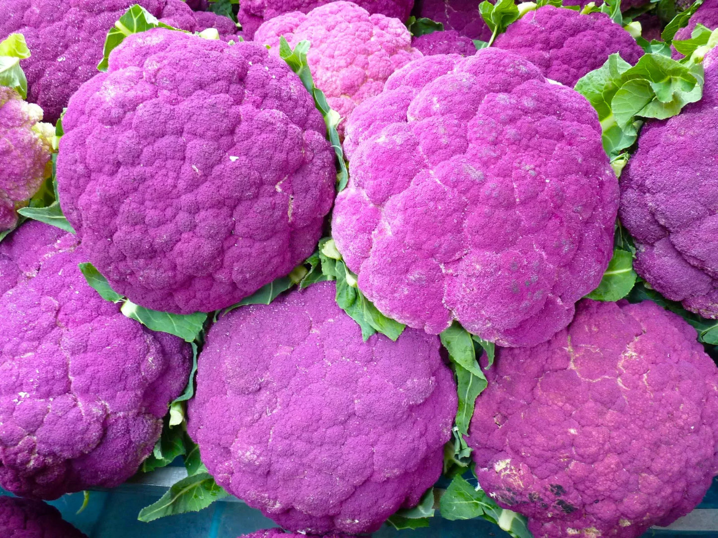 Brassica oleracea var. botrytis 'Cavolfiore Violetto di Sicilia, selezione Settembrino' SEEDS