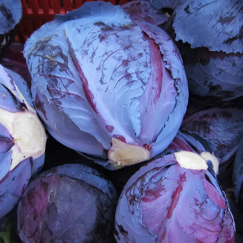 Brassica oleracea var. gongylodes 'Cavolo Rapa di Vienna Violetto' SEEDS