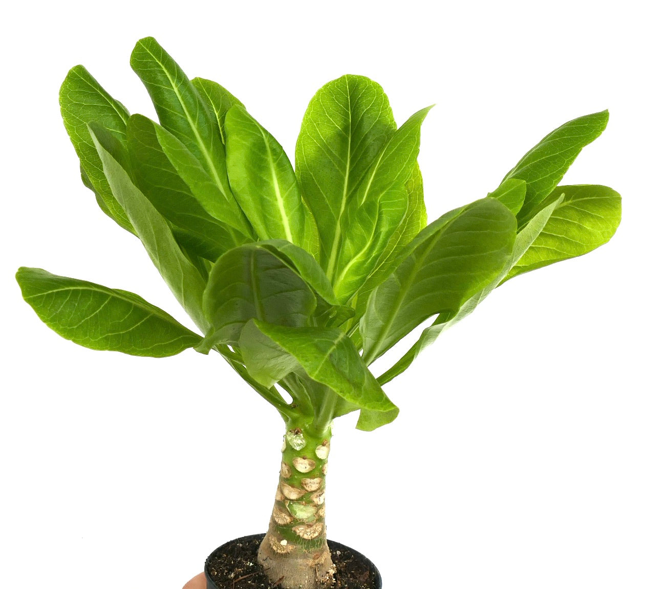 ブリガミア・インシグニス 稀少な多肉植物 厚い茎と広い緑の葉を持つ鉢植え