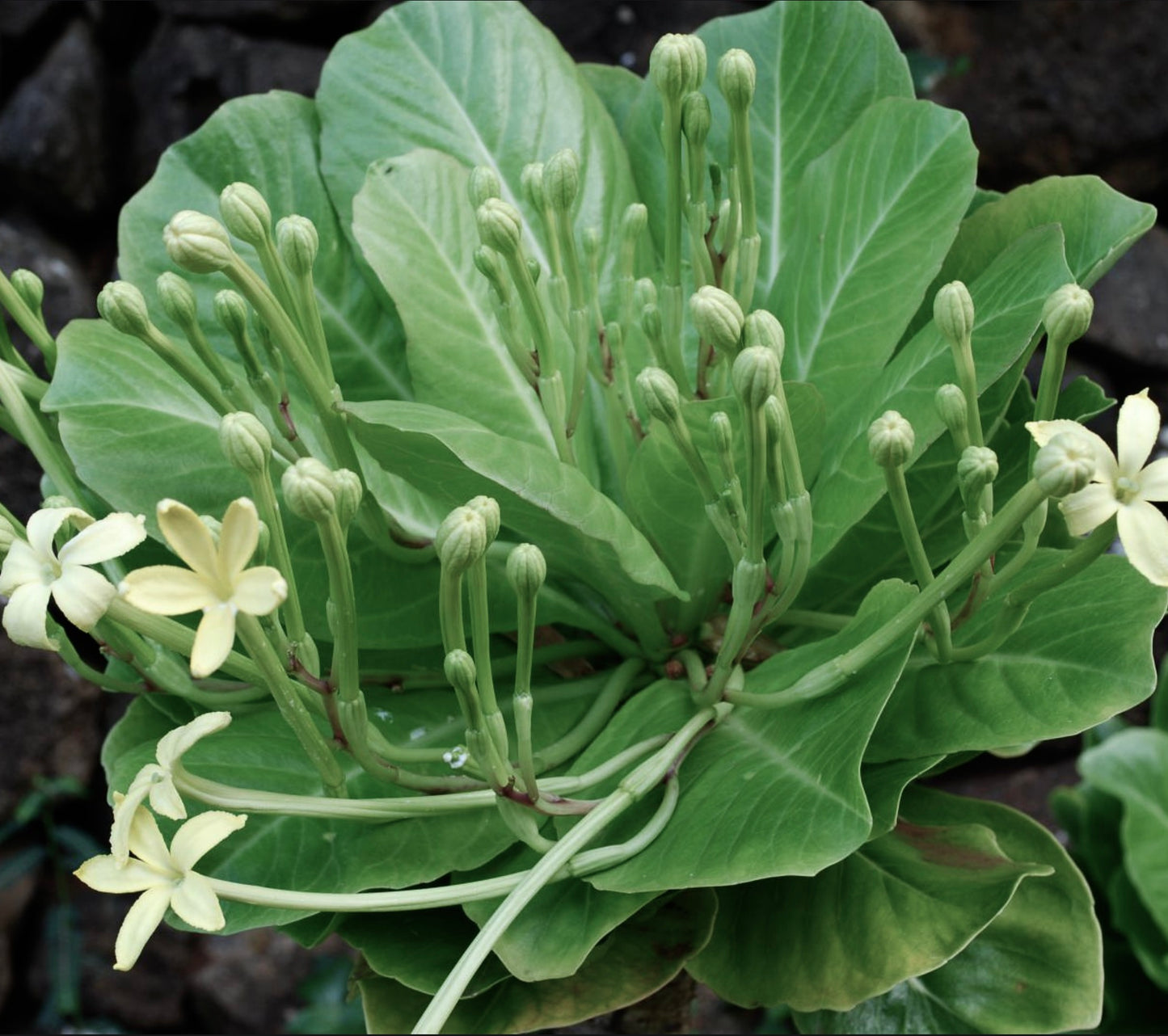 Brighamia insignis 15-35cm