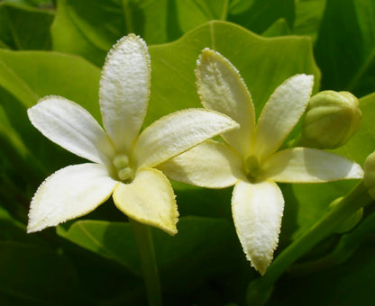 Brighamia insignis 15-35cm