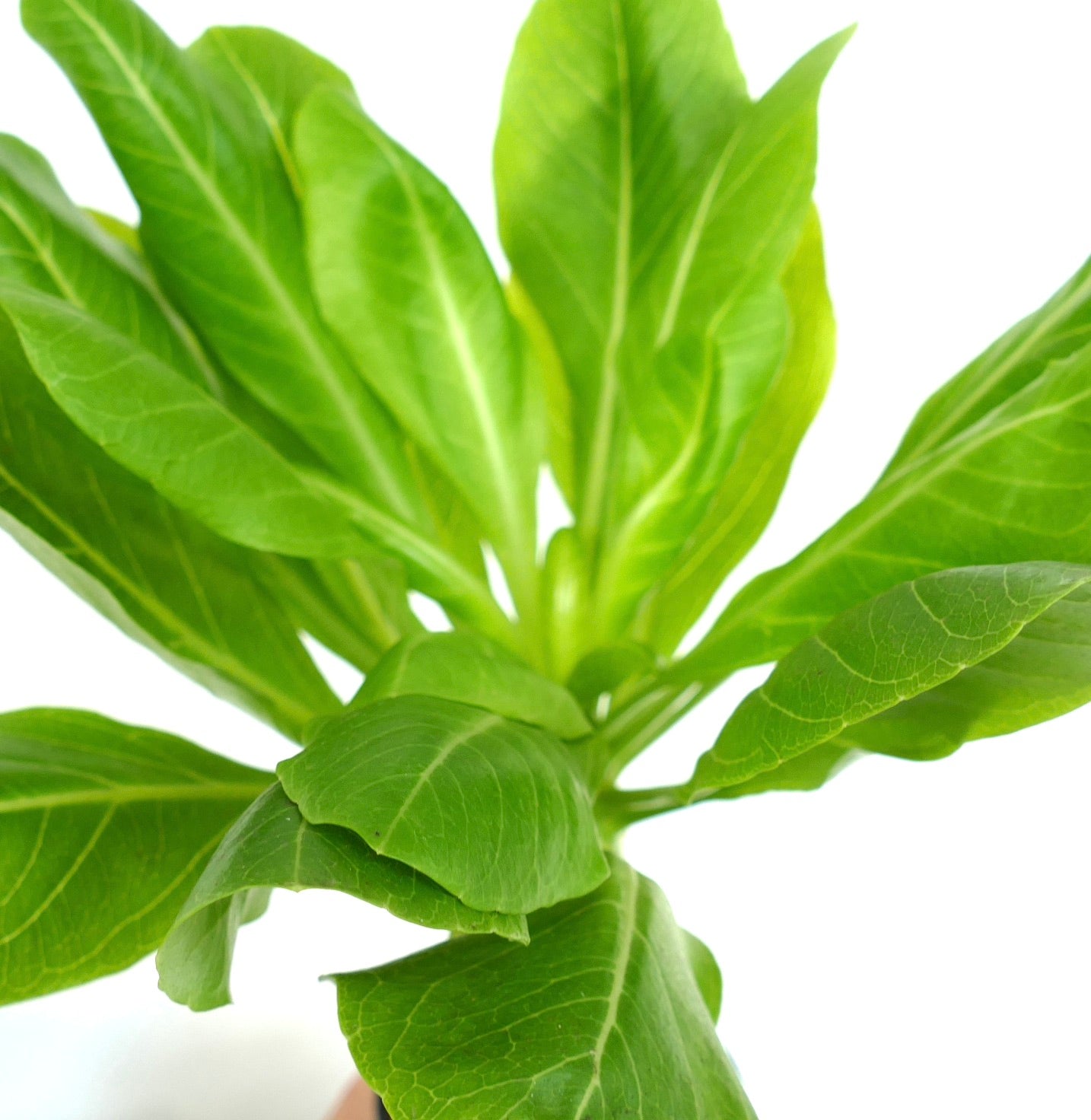 ブリガミア・インシグニス 稀少な多肉植物で、厚みのある鮮やかな緑色の槍状の葉を持つ