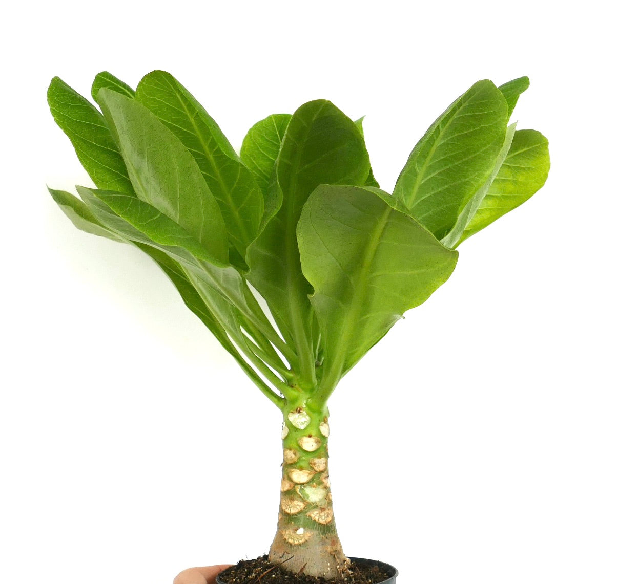 Brighamia insignis raro succulenta con fusto spesso e larghe foglie verdi in vaso