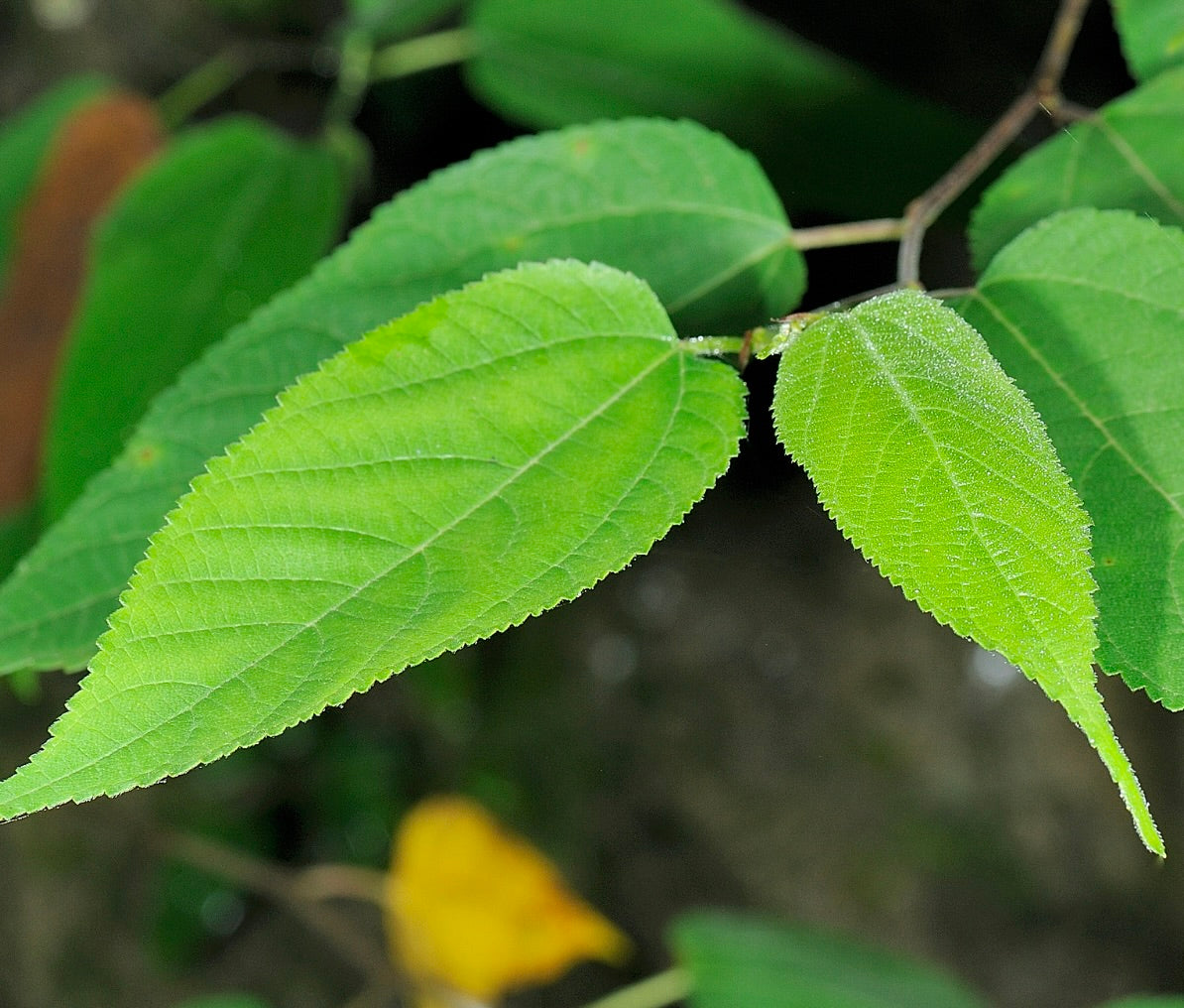 Broussonetia kazinoki bright green serrated leaves with fine hairs close-up