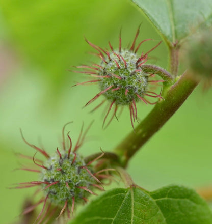Broussonetia kazinoki close-up of green spiky seed pods with red tips and fuzzy texture