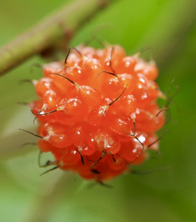 Broussonetia kazinoki bright orange clustered fruit with fine black hairs close-up