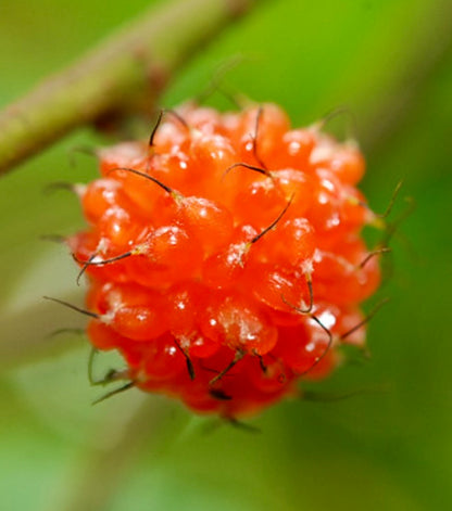 Broussonetia kazinoki bright orange clustered fruit with fine black hairs close-up