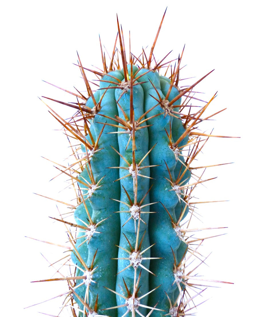 Browningia hertlingiana cactus succulento con fusto blu-verde e lunghe spine arancioni