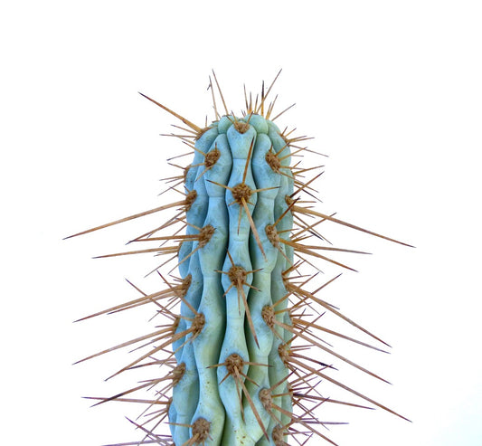 Browningia hertlingiana tall blue-green cactus with long sharp brown spines