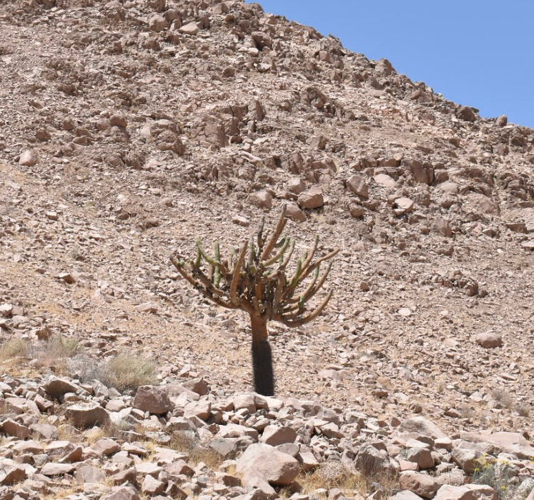 บราวนิงเกีย แคนเดลาริส กระบองเพชรสูงมีแขนงหลายแขนงในภูมิประเทศทะเลทรายที่เป็นหิน