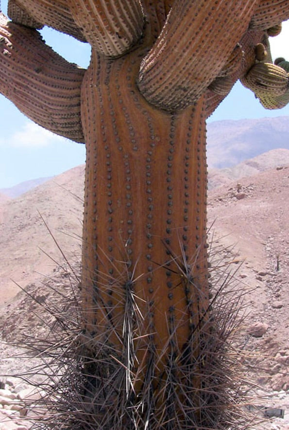 โบราวนิงเจีย แคนเดลาริส แคคตัสต้นสูงมีหนามหนาและลำต้นสีน้ำตาลส้มหรือส้มแกมสีน้ำตาลมีร่องในทะเลทราย