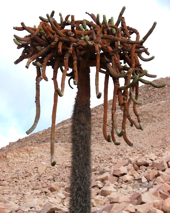 บราวนิงเกีย แคนเดลาริส ตะบองเพชรสูงมีลำต้นแขวนยาวสีน้ำตาลส้มและลำต้นมีหนาม