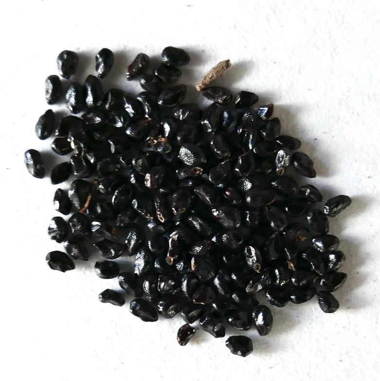 بذور صبار براونيينجيا هيرتلينجيانا سوداء لامعة لتكاثر النباتات العصارية