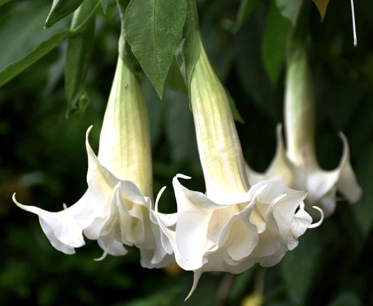 Brugmansia arborea