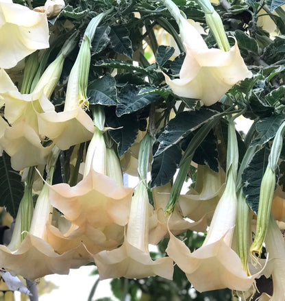 Brugmansia arborea WHITE VARIEGATED