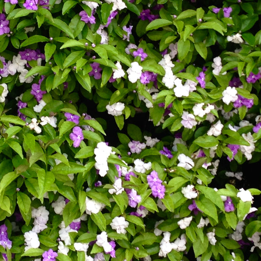 Brunfelsia pauciflora flowering shrub with vibrant purple and white blooms and lush green leaves