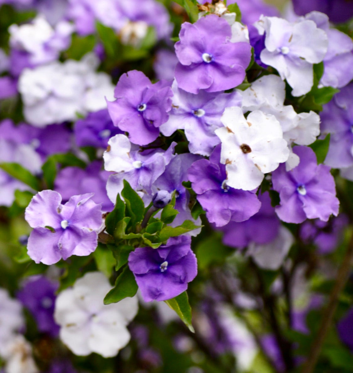 Fiori vibranti viola e bianchi di Brunfelsia pauciflora con fogliame verde in primo piano