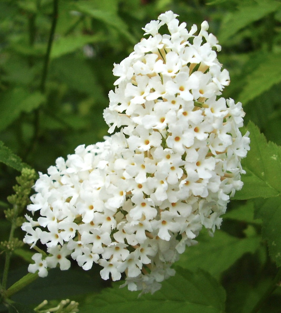 Buddleja davidii cv 'White Profusion' dense white flower cluster with green foliage background