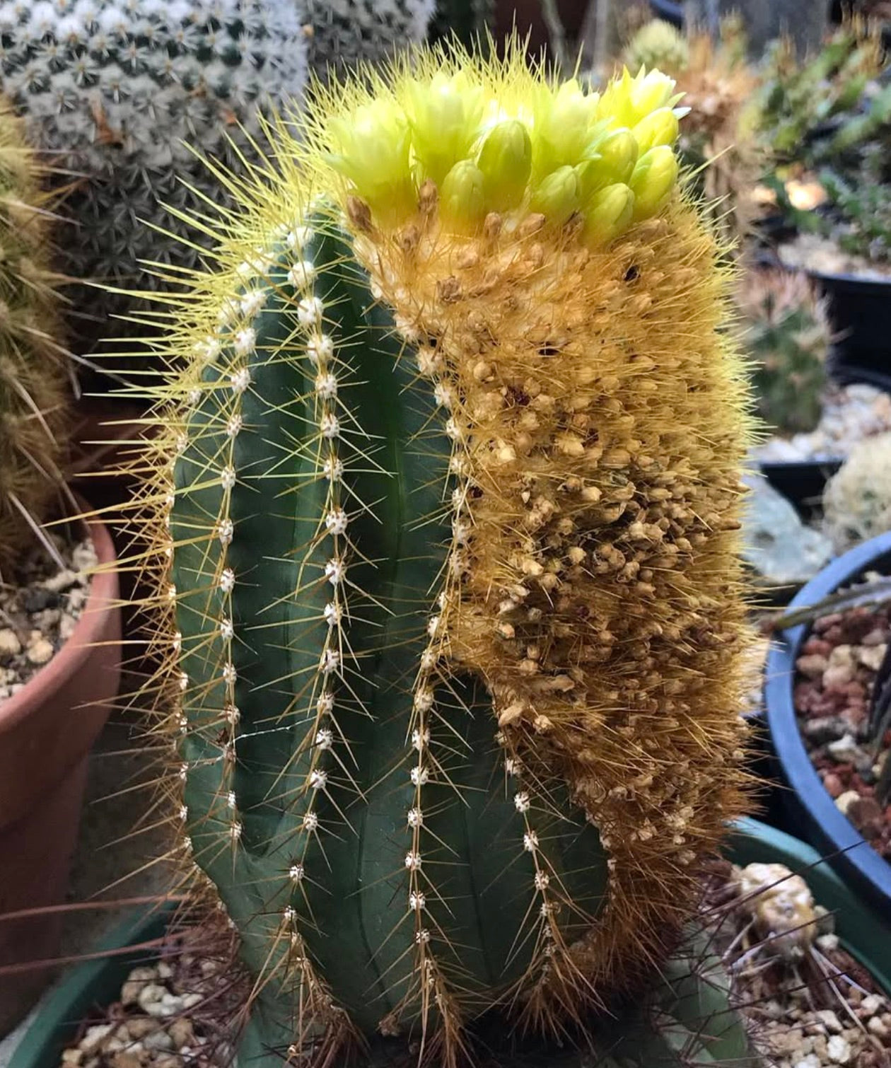 บูไนเนเทีย เบรวิซิลินดริกา กระบองเพชรหายากที่มีหนามสีเหลืองและดอกสีเหลืองช่อรวมกัน