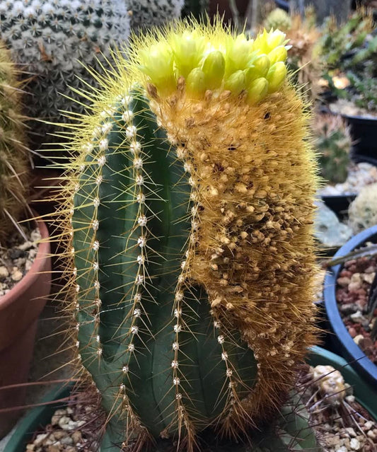 بوينينجيا بريفيسيليندريكا صبار نادر بأشواك صفراء وأزهار صفراء متجمعة