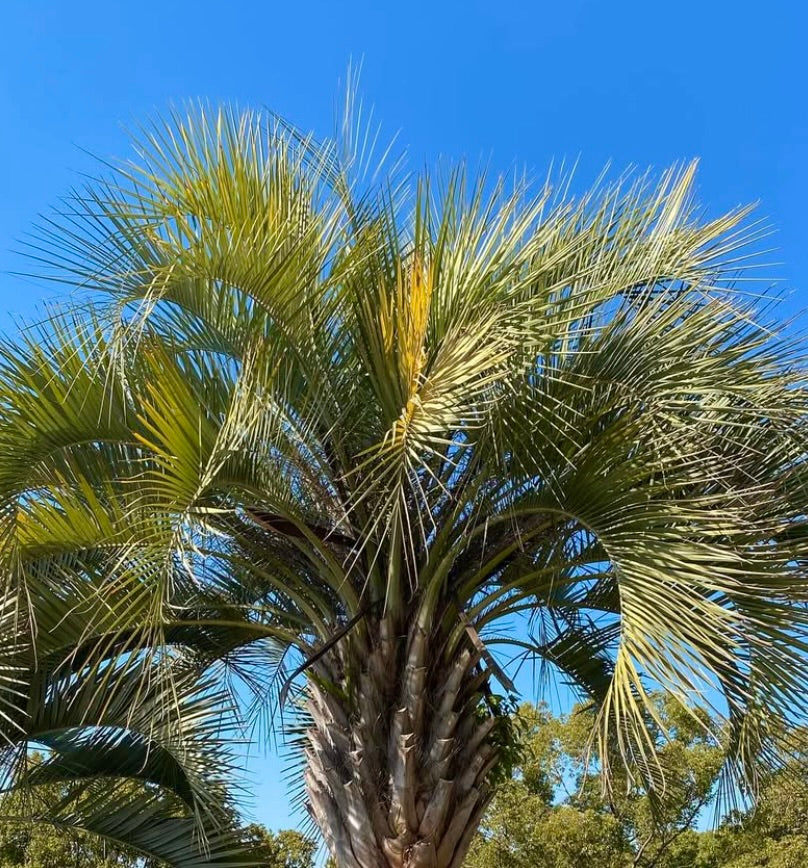 Butia capitata palm with large arching fronds and textured trunk against blue sky