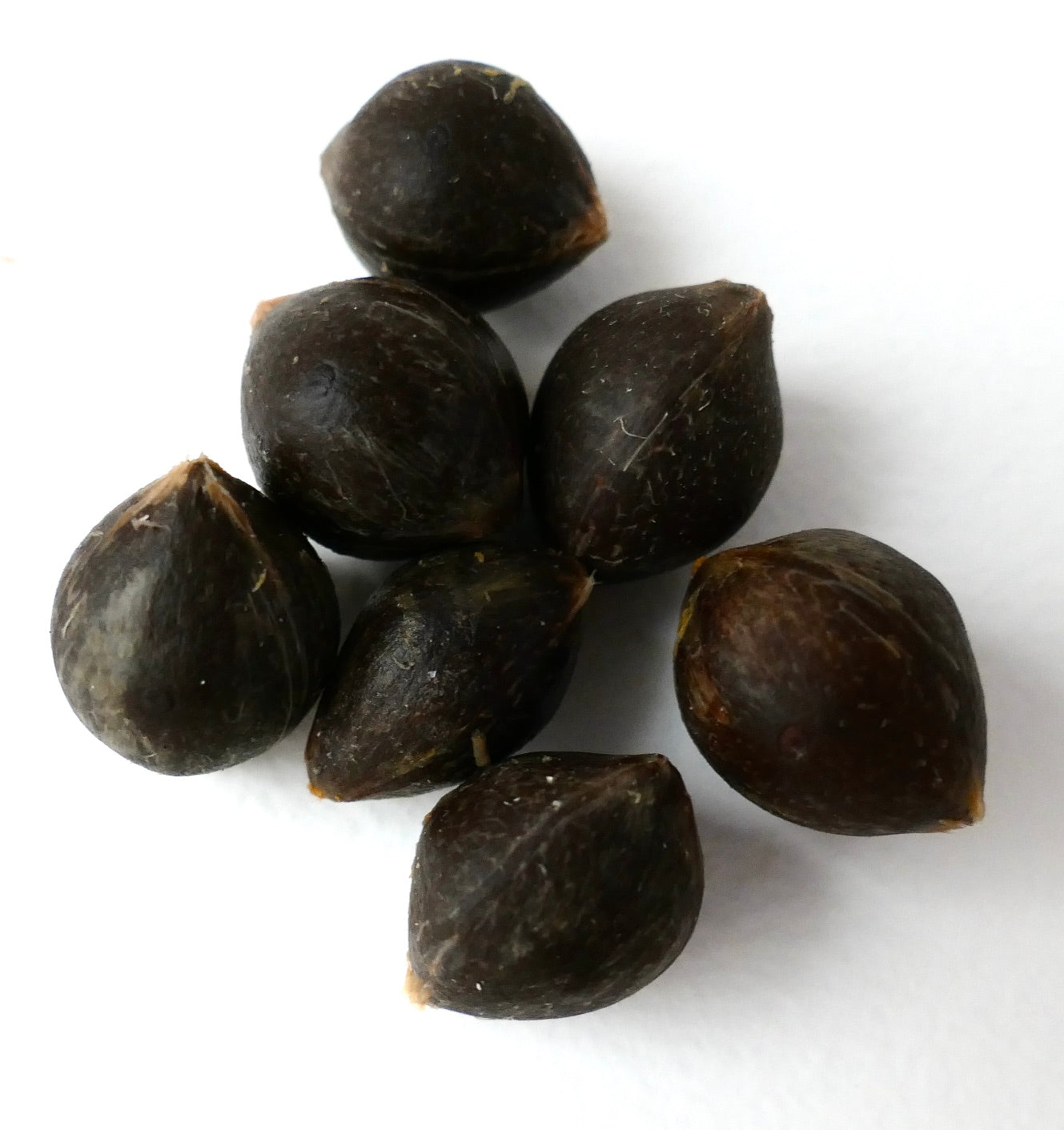 Butia capitata dunkle braune glatte Samen mit spitzen Enden Nahaufnahme auf weißem Hintergrund