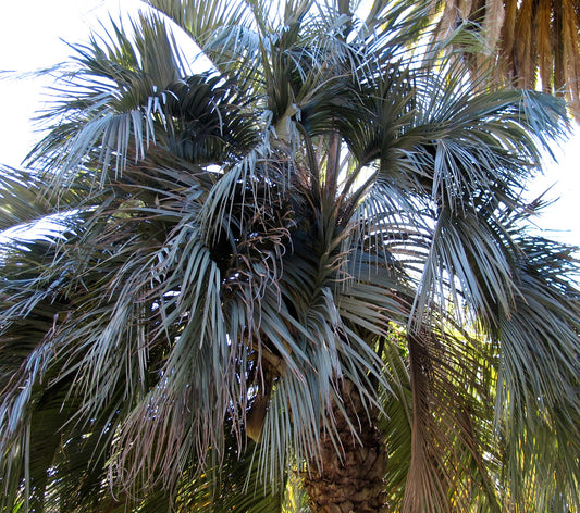 Butia capitata palm tree with large arching blue-green fronds and textured trunk