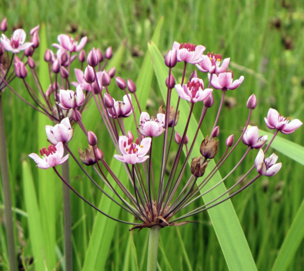 Butomus umbellatus delicate infiorescenze rosa con steli sottili e fogliame verde sullo sfondo