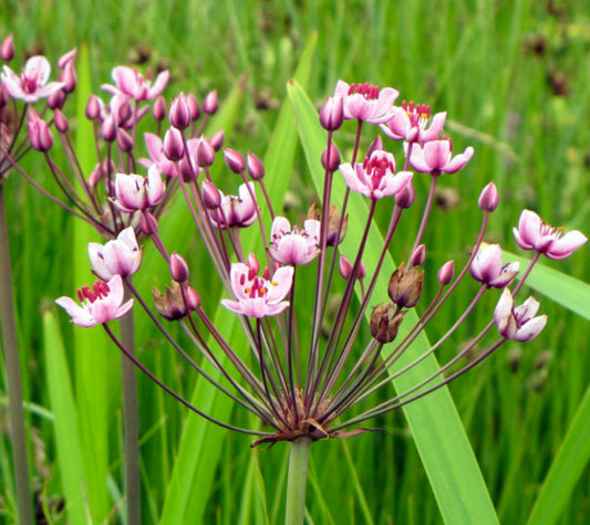 Butomus umbellatus delicate pink umbels with slender stems and green foliage background