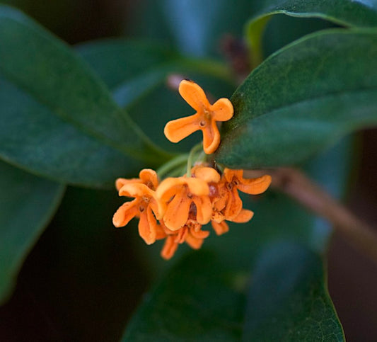 Osmanthus (sin. Olea) fragrans cv. "auranticus" 20-40cm