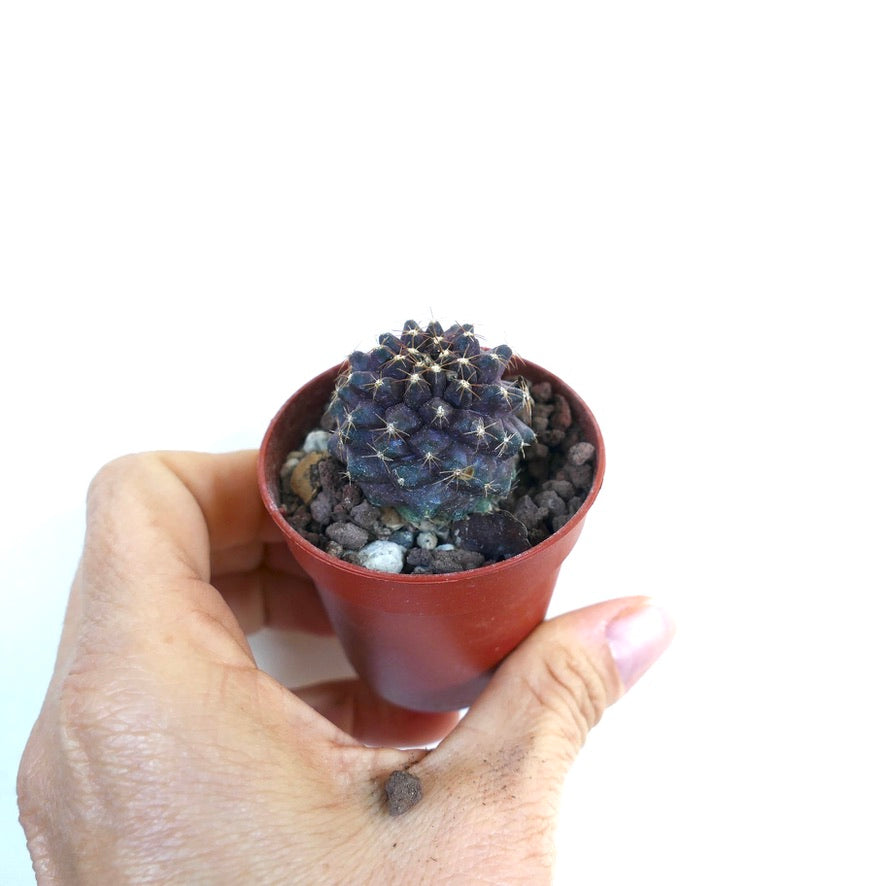 Copiapoa tenuissima ANTOFAGASTA JIM60