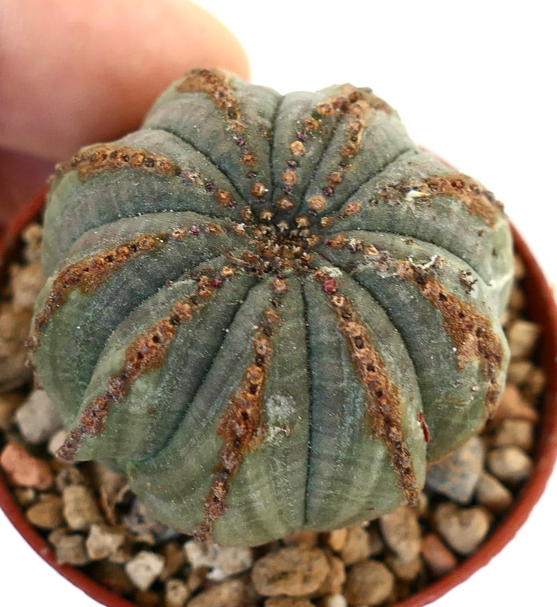 Euphorbia obesa BROWN LINES G913