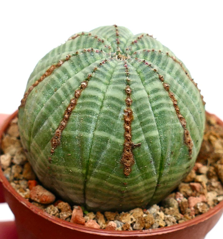 Euphorbia obesa BROWN LINES