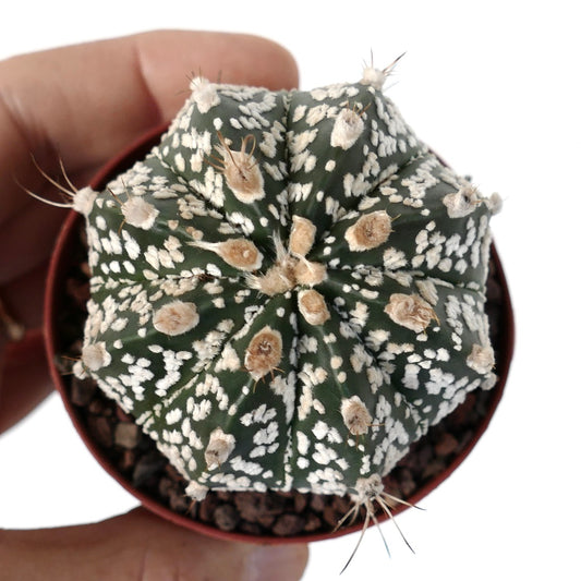 Astrophytum cv ONZUKA x SUPERKABUTO x CAPRICORNE BC3